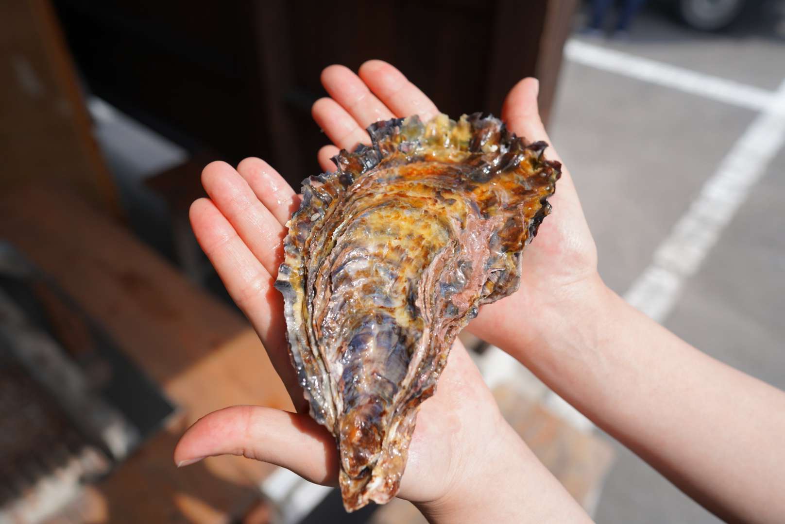 佐賀県太良町で特大岩牡蠣をご賞味ください！