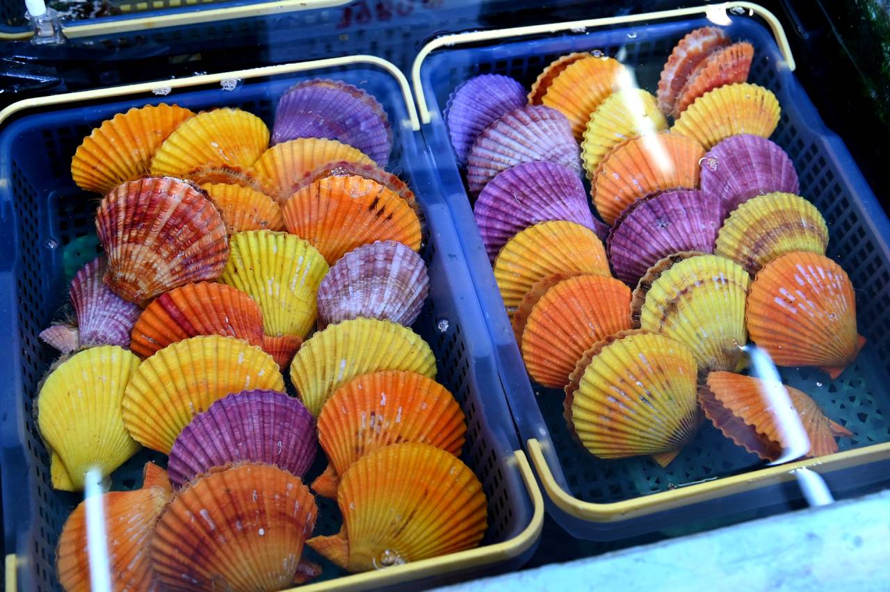 佐賀県太良町の牡蠣小屋竹崎海産で人気のヒオウギ貝