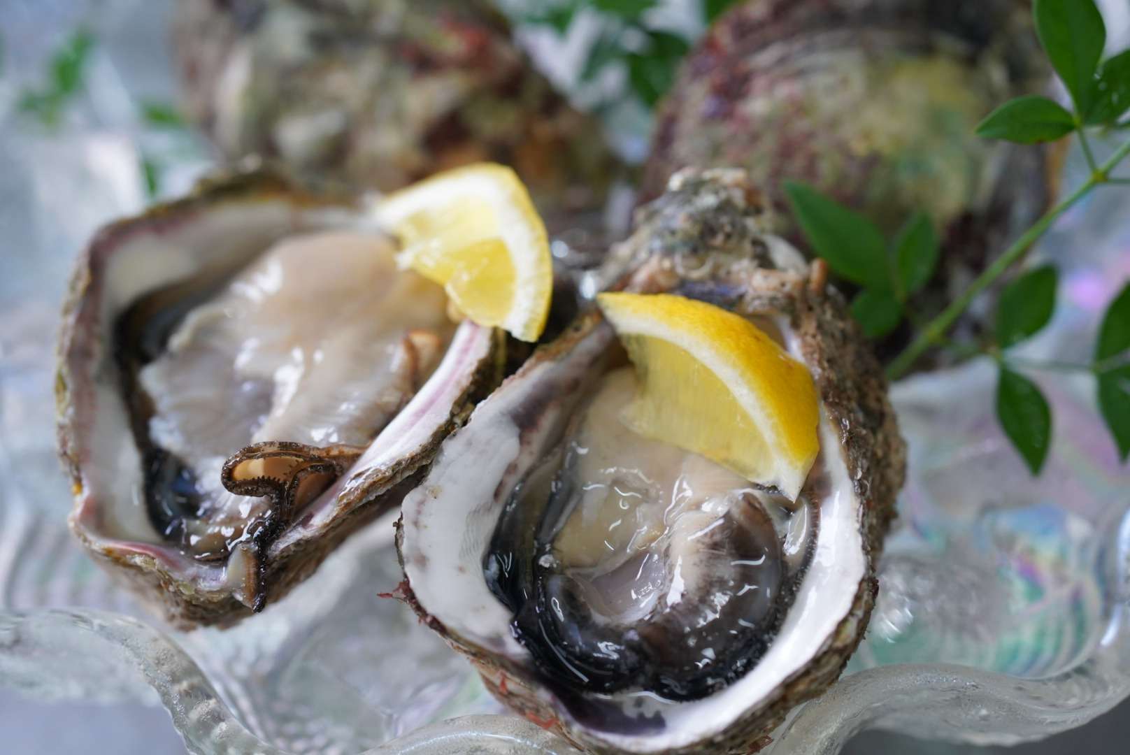 佐賀で海鮮料理を食べるなら牡蠣が有名な太良町へ