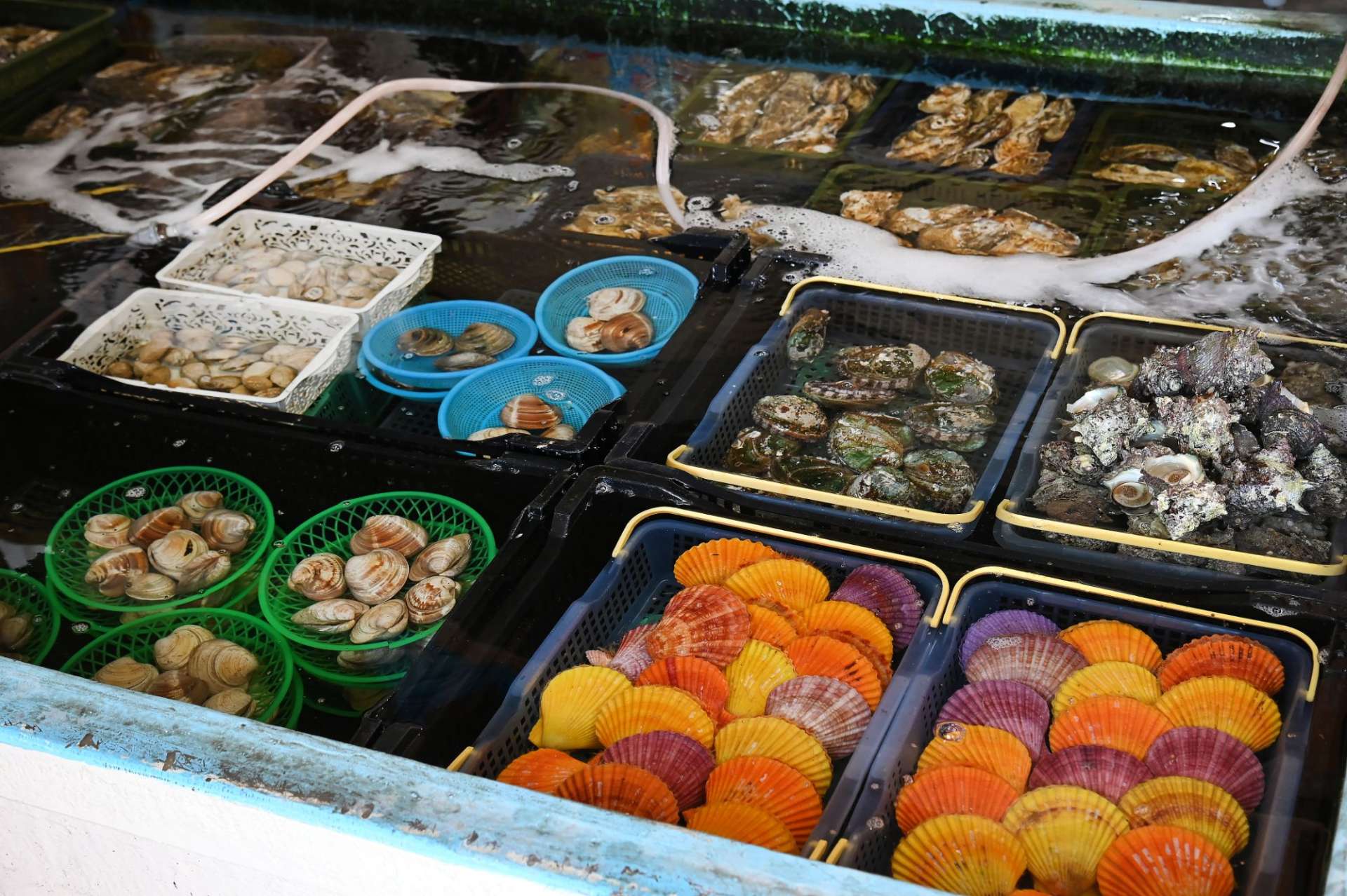 竹崎海産では太良町特産「竹崎牡蠣」を大中小で販売中