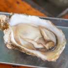 佐賀県太良町にお越しの際は特産品「牡蠣」をご堪能ください